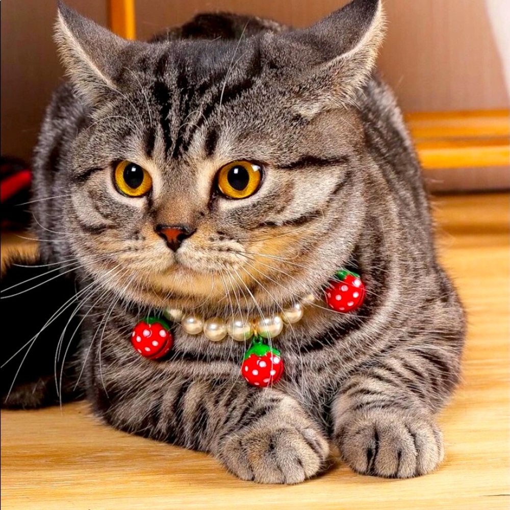 Cat collar new